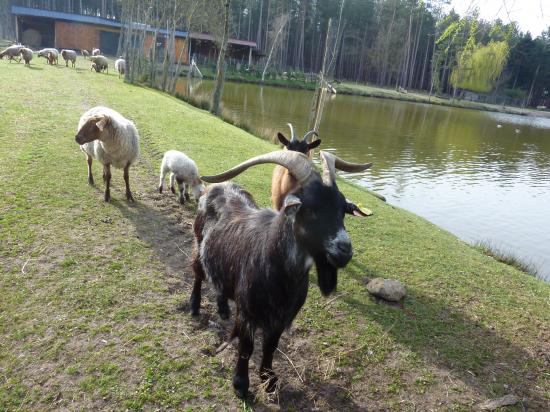 LE BOUC  20 MARS 2011