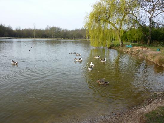 L'ETANG 20 MARS 2011