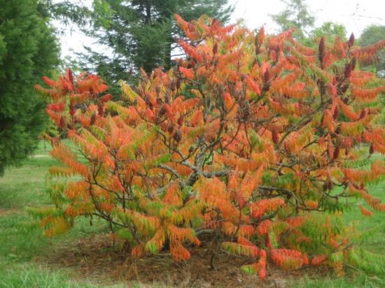 SUMAC en automne