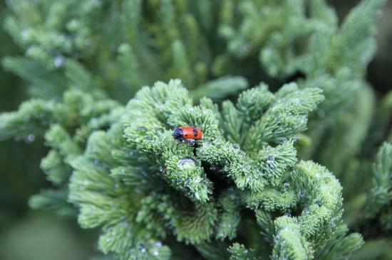 COCCINELLE JUIN 2010