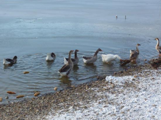 HIVER 2010-2011