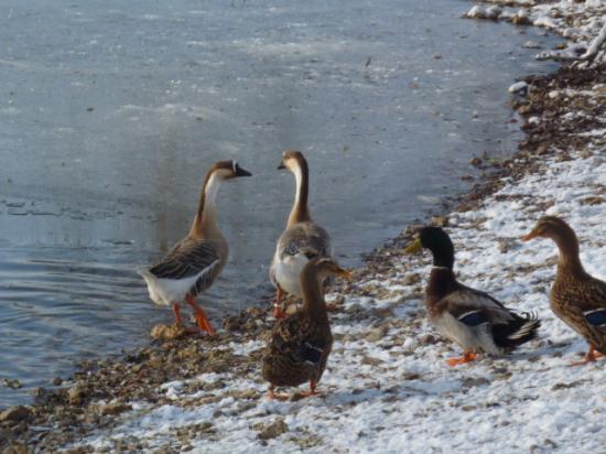 HIVER 2010-2011
