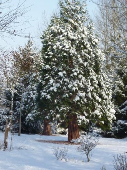 HIVER 2010-2011