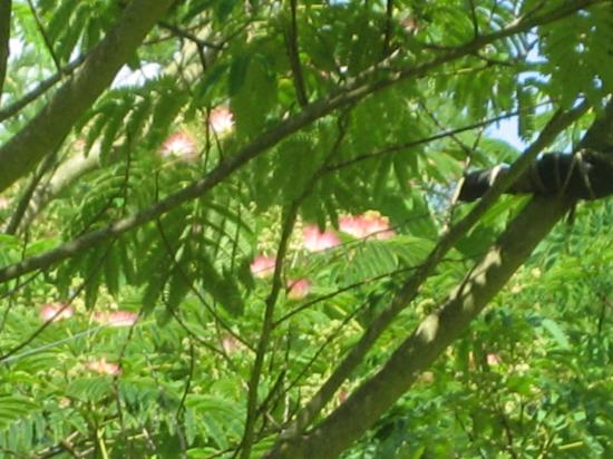 Albizia en fleurs