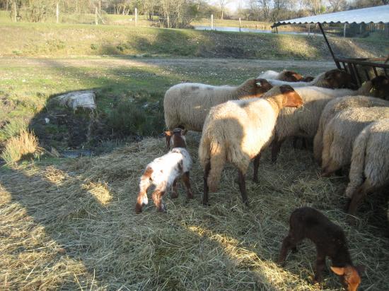  les brebis et les agneaux déc. 2008
