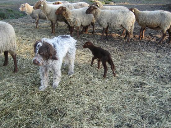 Siegfried, les brebis et les agneaux déc. 2008