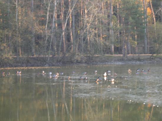 Canards sur l'étang gelé
