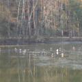 Canards sur l'étang gelé