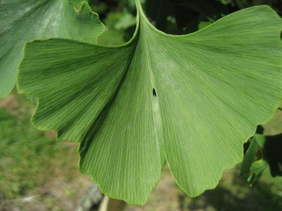 Feuille de ginkgo biloba